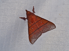 Odonestis erectilinea