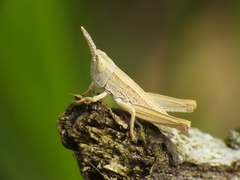 Euthystira brachyptera