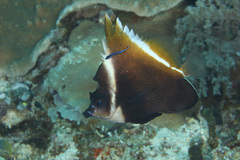 Heniochus varius