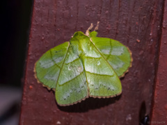 Trabala viridana