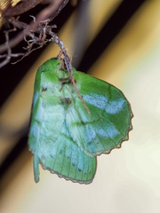 Trabala viridana