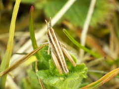Euthystira brachyptera