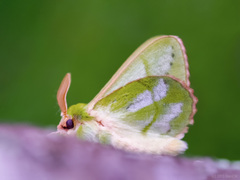 Trabala viridana