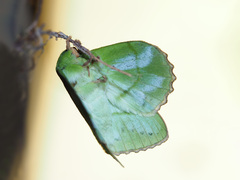 Trabala viridana