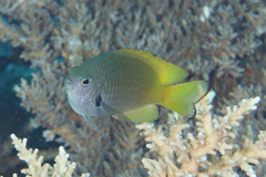 Pomacentrus nigromarginatus