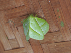 Trabala viridana