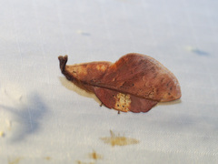 Gastropacha leopoldi