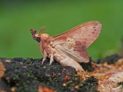 Gastropacha leopoldi