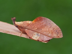 Gastropacha leopoldi