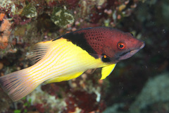Bodianus mesothorax