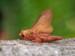 Gastropacha leopoldi