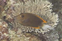 Ctenochaetus tominiensis