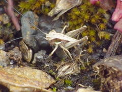 Platycleis albopunctata