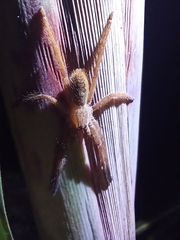 Cupiennius salei