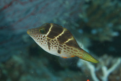 Paraluteres prionurus