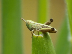 Stenobothrus lineatus