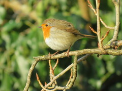 Erithacus rubecula
