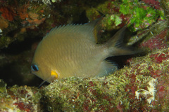 Pycnochromis amboinensis