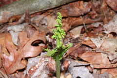 Botrychium matricariifolium