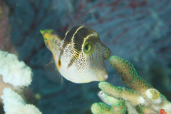 Paraluteres prionurus