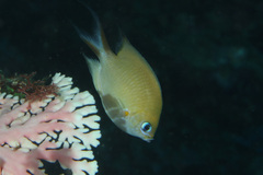 Pycnochromis amboinensis