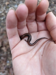 Plethodon serratus