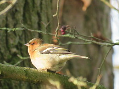 Fringilla coelebs