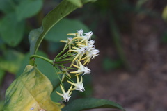 Hoya multiflora