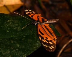 Heliconius hecale felix