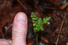 Botrychium matricariifolium