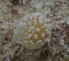 Heteroscleromorpha