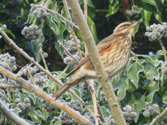 Turdus iliacus