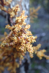 Arceuthobium campylopodum