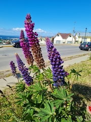 Lupinus polyphyllus