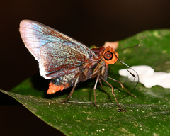 Thracides cleanthes