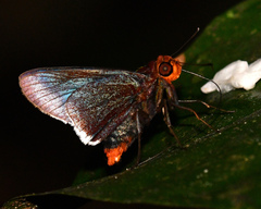 Thracides cleanthes