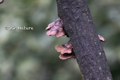 Hexagonia tenuis