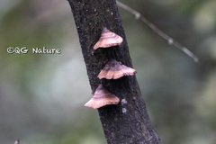 Hexagonia tenuis