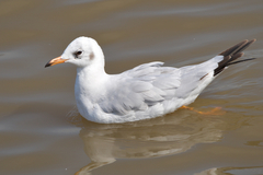 Chroicocephalus brunnicephalus