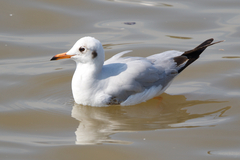 Chroicocephalus brunnicephalus