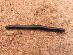 Orthoporus