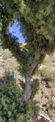 Juniperus oxycedrus