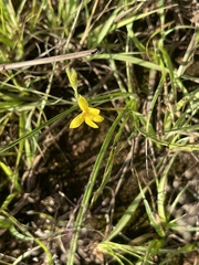 Hypoxis filiformis
