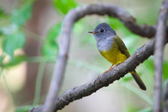 Culicicapa ceylonensis