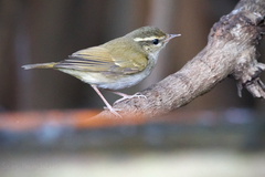 Phylloscopus tenellipes