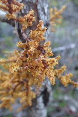 Arceuthobium campylopodum