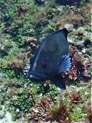Black-Arse Cod photo 4