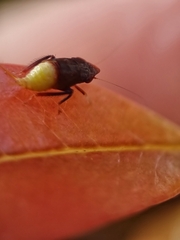 Hylicinae