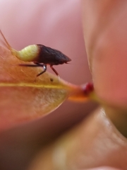 Hylicinae
