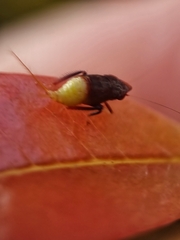 Hylicinae